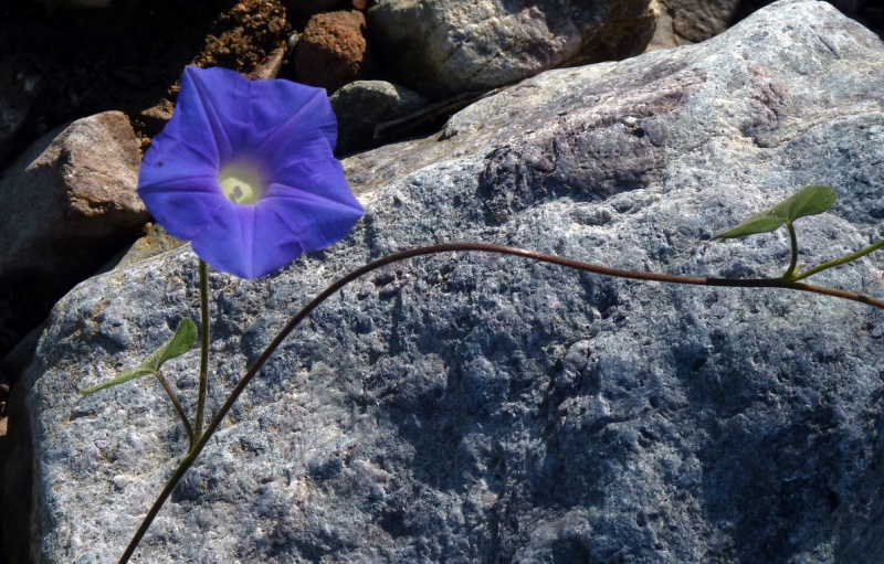 Ipomoea hederacea; Photo credit: JesÃºs SÃ¡nchez-Escalante (2)