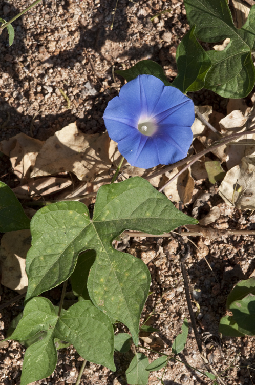 Ipomoea hederacea; Photo credit: Richard Spellenberg