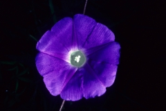 Ipomoea hederacea; Photo credit: Daniel Austin (2)
