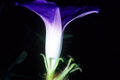 Ipomoea hederacea; Photo credit: Daniel Austin (2)