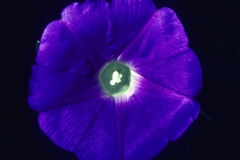 Ipomoea hederacea; Photo credit: Daniel Austin (2)