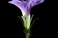 Ipomoea hederacea; Photo credit: Daniel Austin (1)