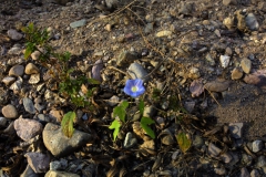 pomoea hederacea; Photo credit: JesÃºs SÃ¡nchez-Escalante (3)