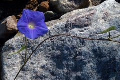 Ipomoea hederacea; Photo credit: JesÃºs SÃ¡nchez-Escalante (2)