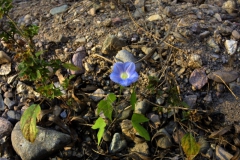 pomoea hederacea; Photo credit: JesÃºs SÃ¡nchez-Escalante (3)