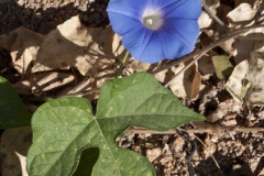 Ipomoea hederacea; Photo credit: Richard Spellenberg