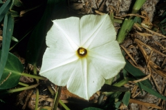 Ipomoea imperati; Photo credit: Daniel Austin (2)