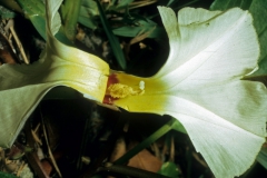 Ipomoea imperati; Photo credit: Daniel Austin (2)