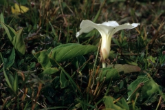 Ipomoea imperati; Photo credit: Daniel Austin (2)