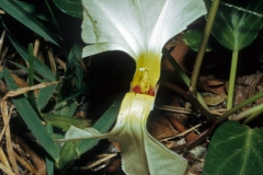 Ipomoea imperati; Photo credit: Daniel Austin (2)