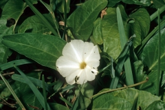 Ipomoea imperati; Photo credit: Daniel Austin (2)