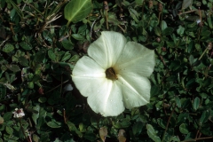 Ipomoea imperati; Photo credit: Daniel Austin (3)