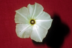 Ipomoea imperati; Photo credit: Daniel Austin (2)