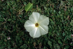 Ipomoea imperati; Photo credit: Daniel Austin (3)