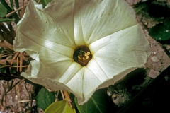 Ipomoea imperati; Photo credit: Daniel Austin (2)