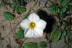 Ipomoea imperati; Photo credit: Daniel Austin (4)