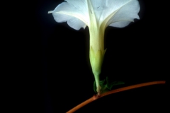 Ipomoea imperati; Photo credit: Daniel Austin (1)