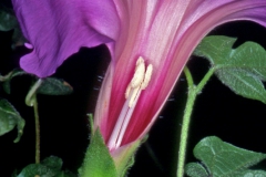 Ipomoea laeta; Photo credit: Andrew McDonald