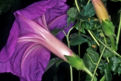 Ipomoea laeta; Photo credit: Andrew McDonald