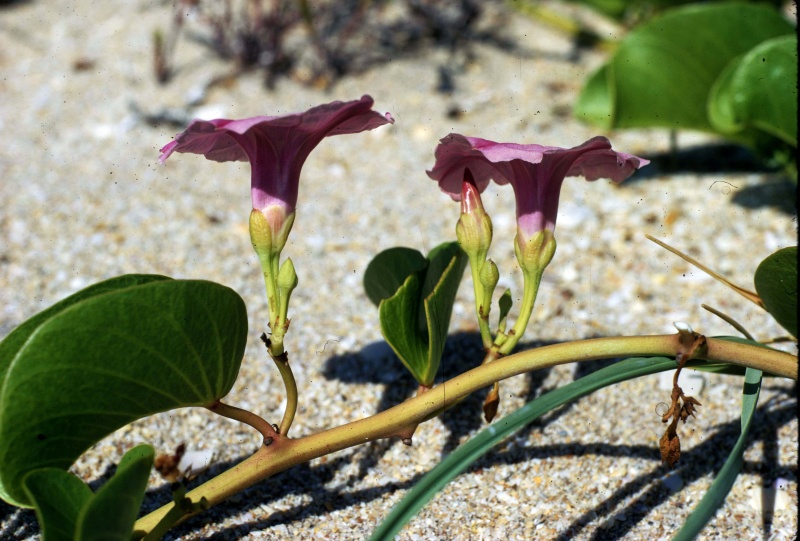 Ipomoea pes-caprae  subsp. brasiliensis; Photo credit: Daniel Austin (1)