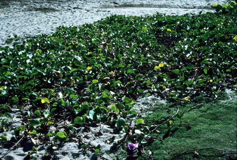 Ipomoea pes-caprae  subsp. brasiliensis; Photo credit: Daniel Austin (1)