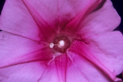 Ipomoea pes-caprae subsp. brasiliensis; Photo credit: Daniel Austin (2)