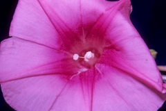 Ipomoea pes-caprae  subsp. brasiliensis; Photo credit: Daniel Austin (2)