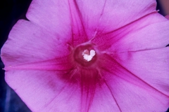 Ipomoea pes-caprae  subsp. brasiliensis; Photo credit: Daniel Austin (2)