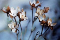 Ipomoea pes-caprae  subsp. brasiliensis; Photo credit: Daniel Austin (3)