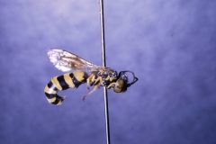 Crabronidae on Ipomoea pes-caprae  subsp. brasiliensis; Photo credit: Daniel Austin (4)