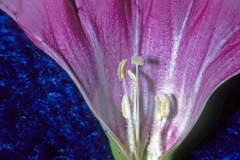 Ipomoea pes-caprae  subsp. brasiliensis; Photo credit: Daniel Austin (2)