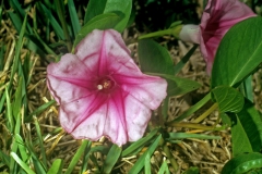 Ipomoea pes-caprae  subsp. brasiliensis; Photo credit: Daniel Austin (1)