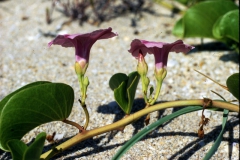 Ipomoea pes-caprae  subsp. brasiliensis; Photo credit: Daniel Austin (1)
