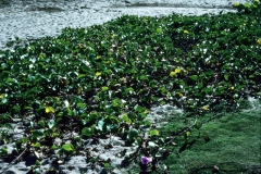 Ipomoea pes-caprae  subsp. brasiliensis; Photo credit: Daniel Austin (1)