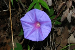 Ipomoea pubescens