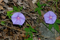 Ipomoea pubescens