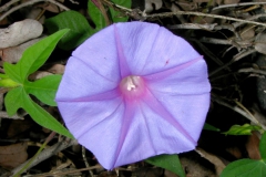Ipomoea pubescens