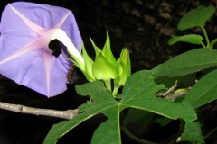 Ipomoea pubescens