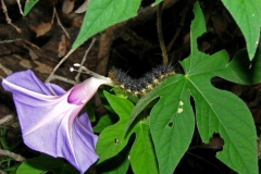 Ipomoea pubescens