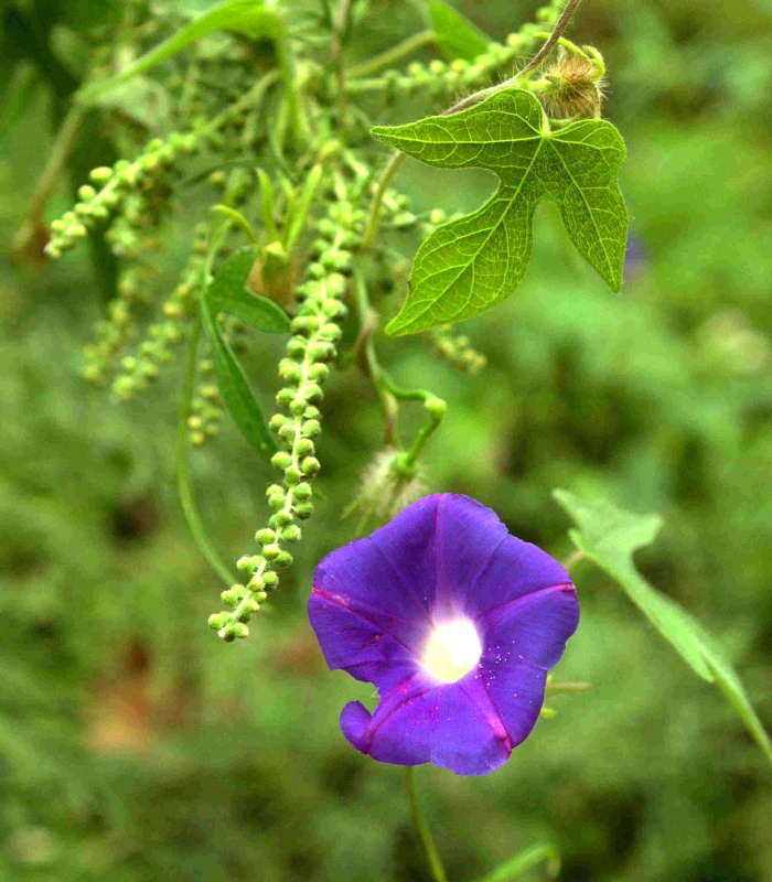 Ipomoea cf. purpurea; Photo credit: James C. Rorabaugh