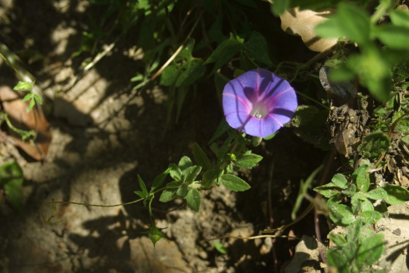 Ipomoea purpurea; Photo credit: JesÃºs SÃ¡nchez-Escalante (2)