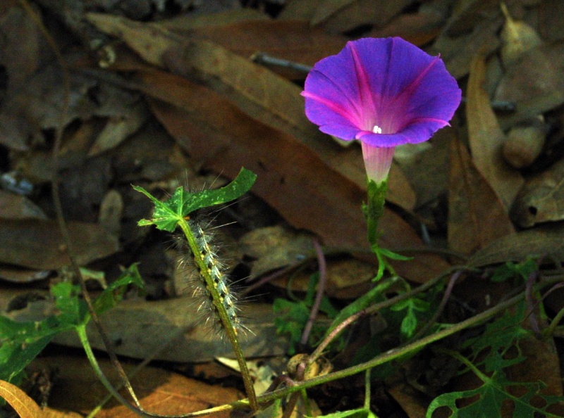 Ipomoea purpurea; Photo credit: JesÃºs SÃ¡nchez-Escalante (2)