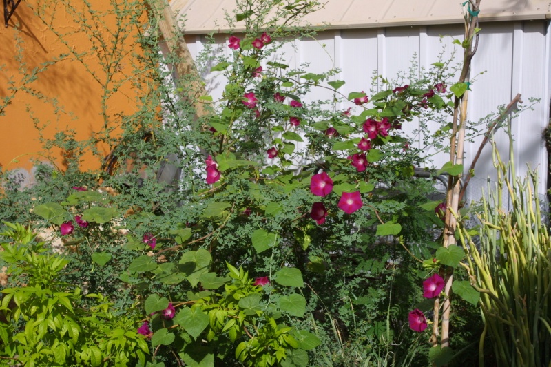 Ipomoea purpurea; Photo credit: JesÃºs SÃ¡nchez-Escalante (1)
