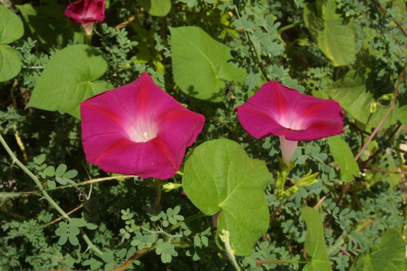 Ipomoea purpurea; Photo credit: JesÃºs SÃ¡nchez-Escalante (1)