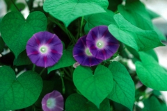 Ipomoea purpurea; Photo credit: Daniel Austin (1)