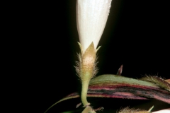 Ipomoea purpurea; Photo credit: Daniel Austin