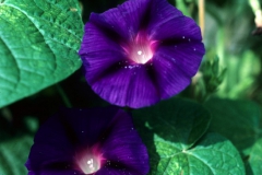 Ipomoea purpurea; Photo credit: Daniel Austin (2)