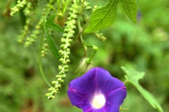 Ipomoea cf. purpurea; Photo credit: James C. Rorabaugh