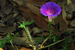 Ipomoea purpurea; Photo credit: JesÃºs SÃ¡nchez-Escalante (2)