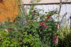 Ipomoea purpurea; Photo credit: JesÃºs SÃ¡nchez-Escalante (1)
